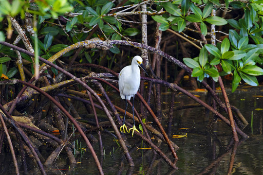 Golden slippers of snowy egret visible in Florida mangrove perch