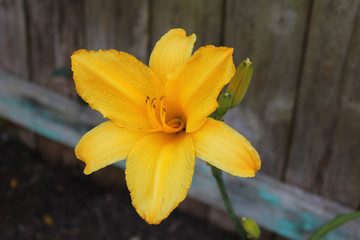 yellow lily in the garden