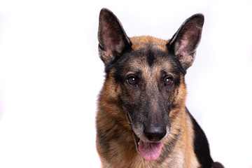 Studio shot of an adorable German shepherd sitting on white background.