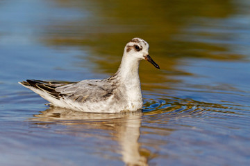 grey phalarope swim on the lake in the morning sun
