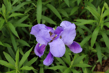 Purple bearded iris