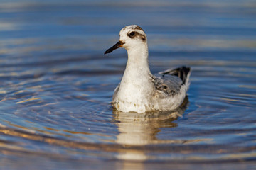 grey phalarope swims among the lake