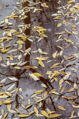 Wet Colorful Autumn Leaves in Water With Reflection and Water Drops