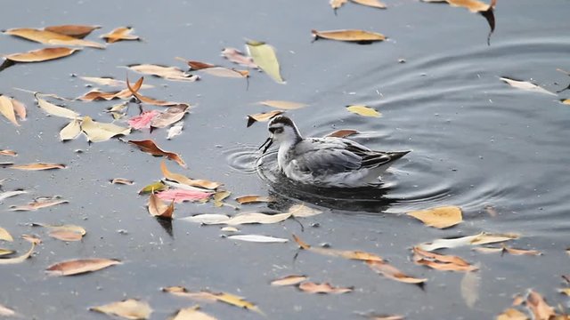 grey phalarope swims among the autumn lake