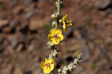 Flower of Verbascum stelurum