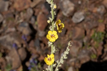 Flower of Verbascum stelurum