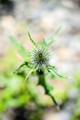 Thistle Macro from Above