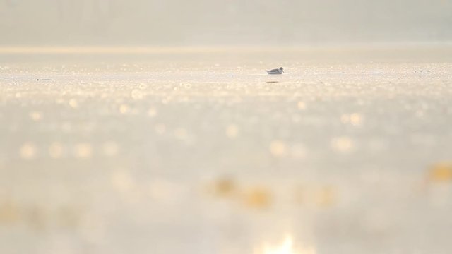 grey phalarope swims on a beautiful morning lake