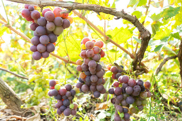intertwined juicy fruit of grapes in a green garden