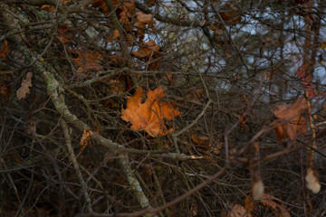 Fallen leaves, deep autumn