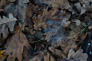 Fallen leaves, deep autumn