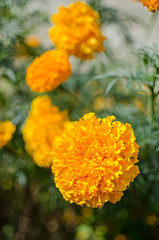 Beautiful marigolds bloom outdoors