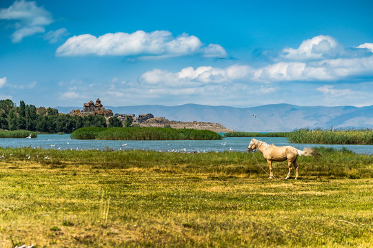 wild white horse with Hayravank monastery on the shores of lake Sevan in Armenia