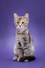 Cute stripped kitten. Purple background