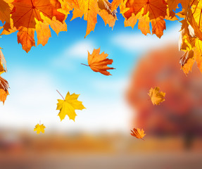 Falling maple leaves and blurred background with park against blue sky