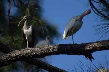 Fototapeta premium Three American White Ibis on branch
