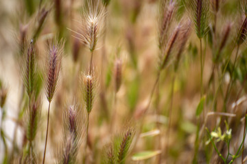 Grasses 
