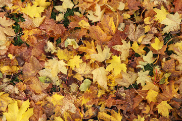 A carpeting of autumn leaves on the grass