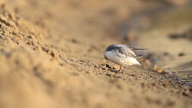 wild little bird cleans feathers by the lake