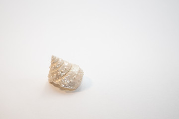 Tropical sea shell on a white surface