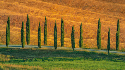 Obrazy  Beautiful row of cypress trees in the hills. Travel destination Tuscany, Italy