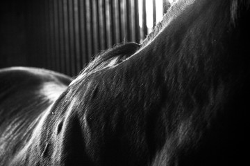 Portrait of a horse on dark background © Василиса Штапакова