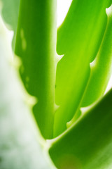 Aloe vera with thorns on the leaves. Aloe Vera is a popular skin nourishing herb used as cosmetics. A close up of green leaves, aloe vera background.