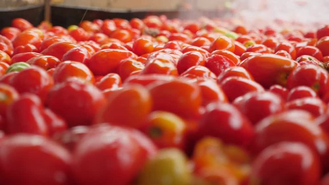 Spraying water cleaning fresh red tomatoes in a tomato processing plant indoors 