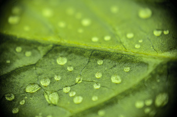 dew on  green leaf