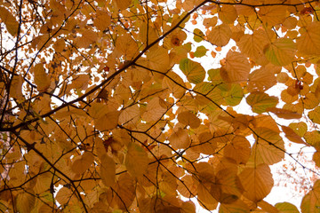 Autumn tree with orange leaves on the background, november rainy day, bottom view