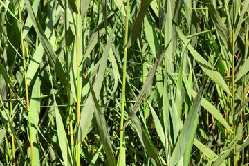 stems with bulrush leaves close up.