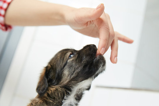 A cute little puppy sucking a finger