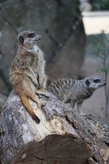 meerkat on guard