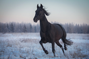 Black horse running at sunset