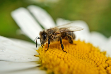 Biene beim Nektarsammeln auf einer Wiesen-Margerite