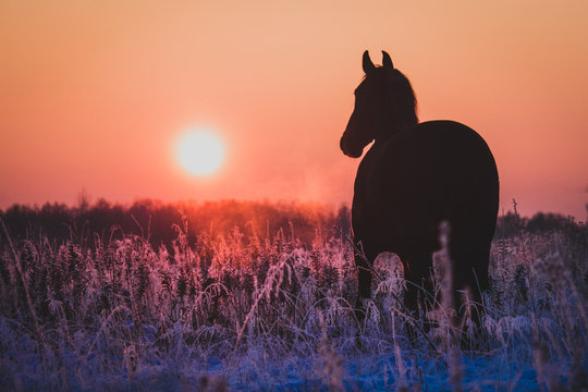 Black horse running at sunset