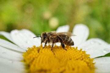 Biene beim Nektarsammeln auf einer Wiesen-Margerite