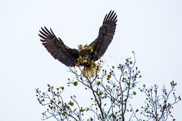 bald eagle in flight