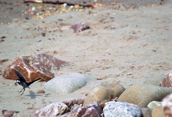 shells on the beach