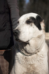 Closeup of a big white dog on a chain next to its kennel. The dog protects the house and territory. Country life.