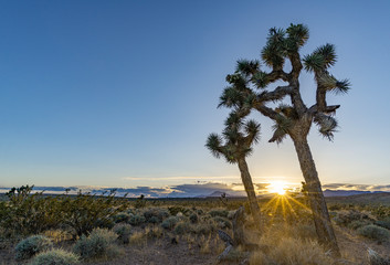 USA, Nevada, Clark County, Toquop Wash Sunset. Sun with brillant rays setting though a pair of Jaeger's Joashua Trees (Yucca jaegeriana) - obrazy, fototapety, plakaty