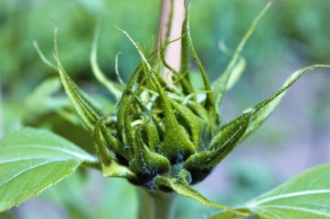 green plant in the garden