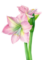 spring flower, watercolor amarilis,  on an isolated white background, botanical illustration