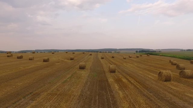 Flight over crop wheat or rye field with stook hay straw bales. Harvest agriculture farm rural aerial 4k video background. Bread production concept.