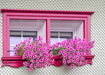 bright pink window frame with pink petunias in window box