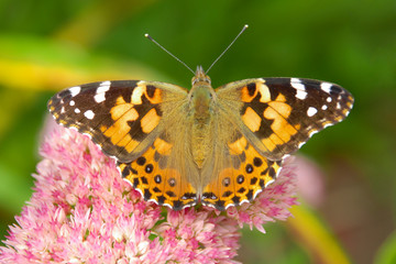 close up of a painted lady butterfly resting on a pink sedum flower