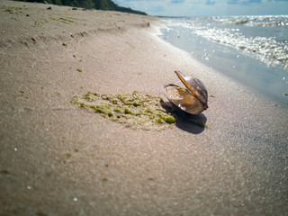Sandy Beach With Shell