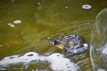 turtle in pond
