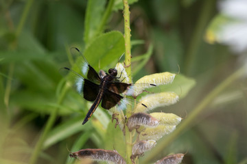 Widow Skimmer
