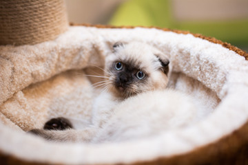 kitten scottish british cat burma munchkin animals